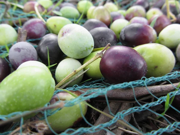 Cueilli Des Olives Sur Filet Pendant Récolte Toscane Italie — Photo