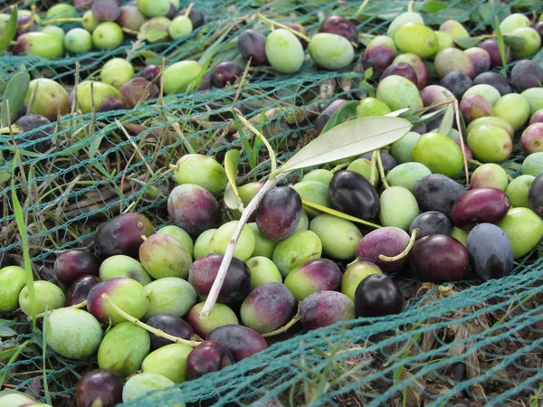 Cueilli Des Olives Sur Filet Pendant Récolte Toscane Italie — Photo