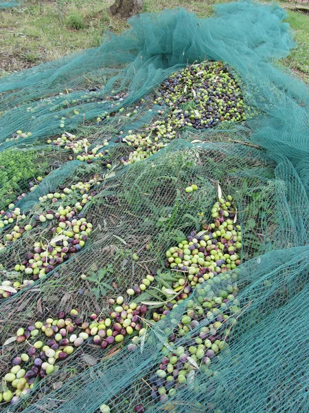 Gerade Gepflückte Oliven Während Der Erntezeit Netz Toskana Italien — Stockfoto