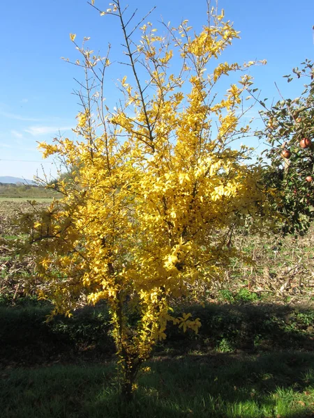 有黄色秋叶的小石榴树 秋天的颜色 — 图库照片