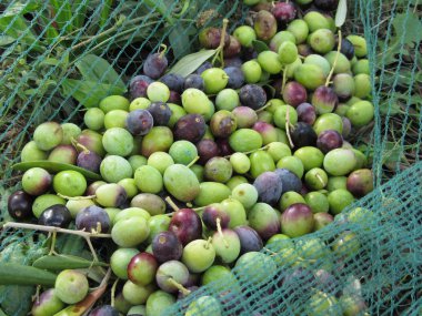 Hasat zamanı internetten zeytin topladım. Toskana, İtalya