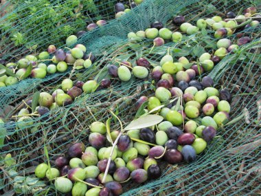 Hasat zamanı internetten zeytin topladım. Toskana, İtalya