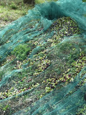 Hasat zamanı internetten zeytin topladım. Toskana, İtalya