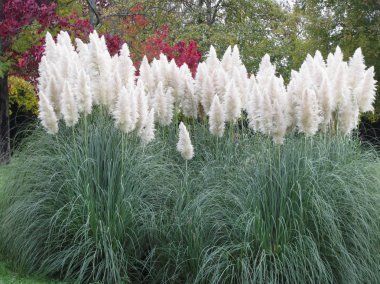 Pampa otu bilinen Cortaderia yediveren