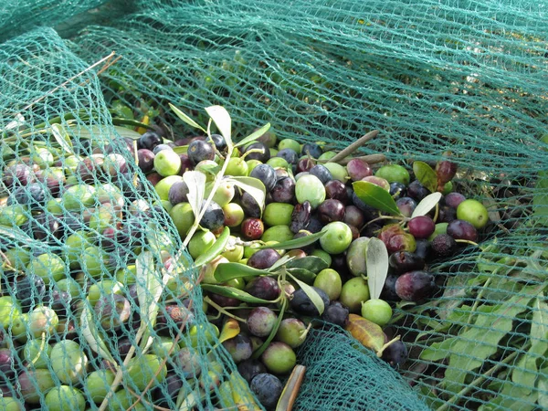 Cueilli Des Olives Sur Filet Pendant Récolte Toscane Italie — Photo