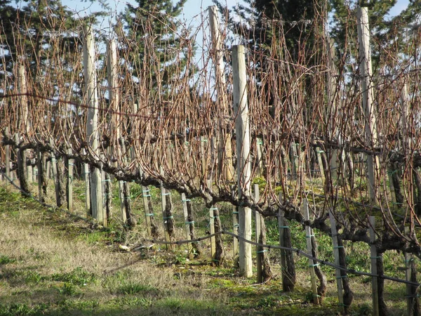 冬に裸のブドウ畑 イタリアのトスカーナ州 — ストック写真
