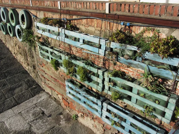 Vertical Garden Old Brick Wall Sunny Day Tuscany Italy — Stock Photo, Image