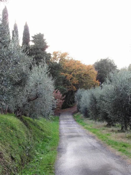 Paisagem Rural Com Estrada Asfalto Interior Outono Toscana Itália — Fotografia de Stock