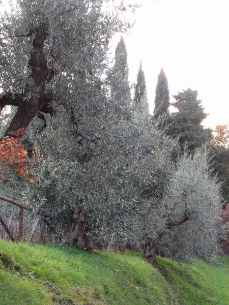 Hösten Landsbygden Med Olivträd Toscana Italien — Stockfoto