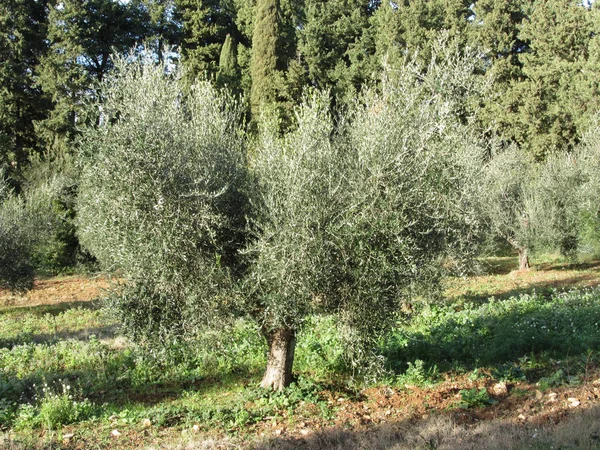 Olivenbäume Einem Sonnigen Tag Toskana Italien — Stockfoto