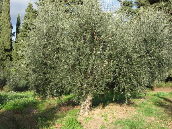 Olivenbäume Einem Sonnigen Tag Toskana Italien — Stockfoto