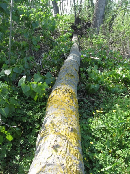 Падение деревьев в лесу, вызванное природными явлениями — стоковое фото