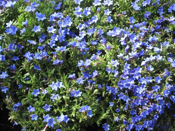 Natural background of blue spring flowers . Lithodora diffusa Heavenly Blue common name purple gromwell — Stock Photo, Image