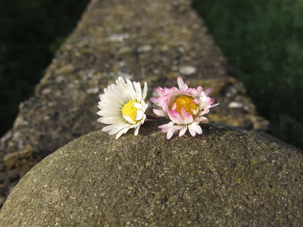 Twee witte margrieten liggend op de steen bij zonsondergang. Toscane, Italië — Stockfoto