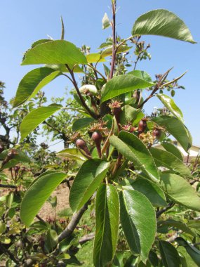 Baharda tomurcuklar ile armut ağaç dallar. Toskana, Italya