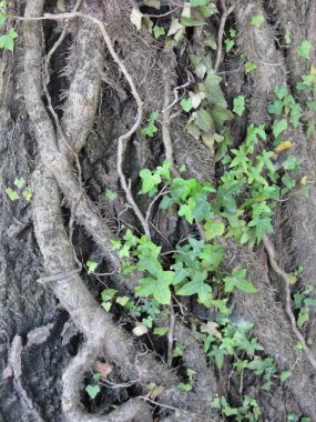 Ivy (Hedera helix) ağaç gövdesi için tutunmuş. Sembiyoz kavramı