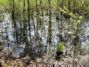 Manzara ağaçlar bataklığı gölet yansımaları ile bataklık. Toskana, İtalya