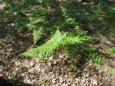 Ormanda Lady Fern (Athyrium filix-Femina) bitkiler. Toskana, Italya