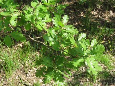 Meşe ağacı dalı (Quercus robur) bahar ormanda yeşil yaprakları ile. Toskana, Italya
