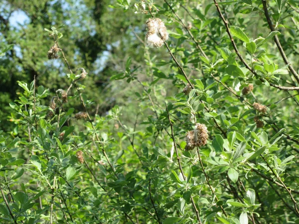 Salix tree (salix cinerea) mit winzigen Samen, die in weißen Baumwolldaunen eingebettet sind und die Ausbreitung des Windes unterstützen. Toskana, Italien — Stockfoto