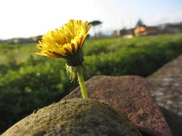 黄色いワイルドフラワー日没で石の上で成長しています。イタリア トスカーナ — ストック写真