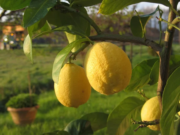 Limoni gialli che crescono sull'albero al tramonto. Toscana, Italia — Foto Stock