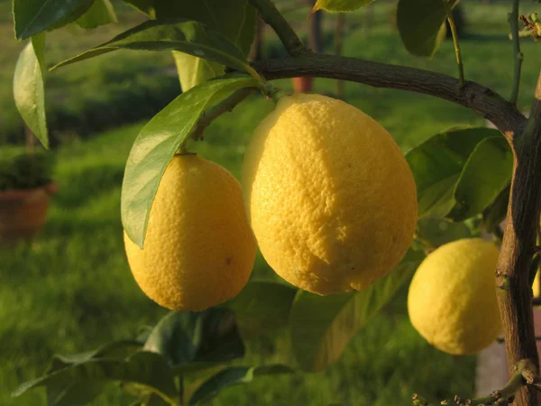 Limoni gialli che crescono sull'albero al tramonto. Toscana, Italia — Foto Stock