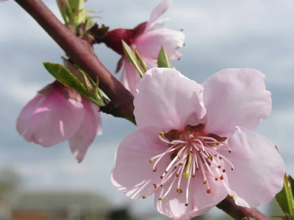 Melocotón en flor contra el cielo nublado. Toscana, Italia — Foto de Stock