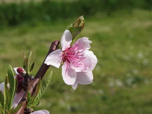 Melocotón en flor contra el jardín verde. Toscana, Italia — Foto de Stock