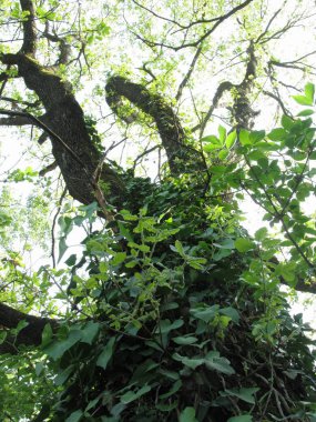 Ivy (Hedera helix) ağaç gövdesi için tutunmuş. Sembiyoz kavramı