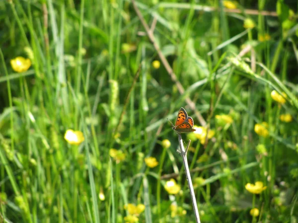 Крылатая бабочка Госсамер (Lycaena phlaeas или обыкновенная медь) бабочка на веточке на зеленом фоне — стоковое фото