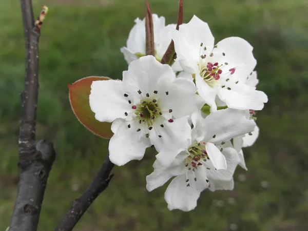 Kwitnąca grusza przed zielonym ogrodem. Toskania, Włochy — Zdjęcie stockowe