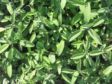 Bahçede Sage bitki yüksek açı görünümü. Toskana, Italya