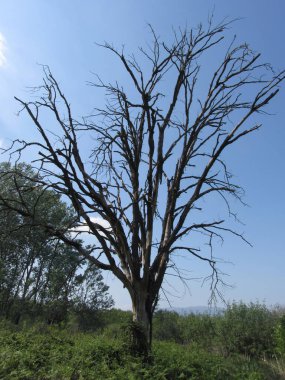 Baharda ormanda yalnız ölü bir ağaç. Toskana, Italya