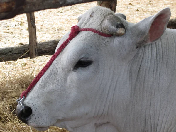 Chianina の肖像画, 最古のイタリアの牛の品種の一つ — ストック写真