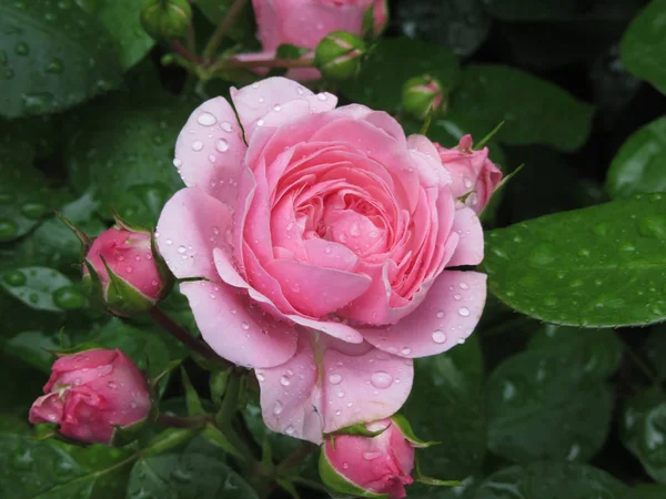 春に水滴のついたピンクのバラの花 — ストック写真