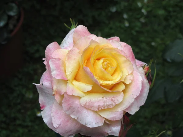 春の水滴を持つ単一の黄色いバラの花 — ストック写真