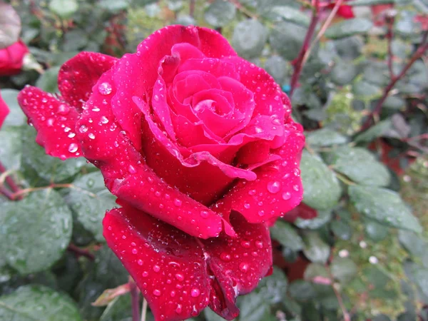 春の水滴を持つ単一の赤いバラの花 — ストック写真
