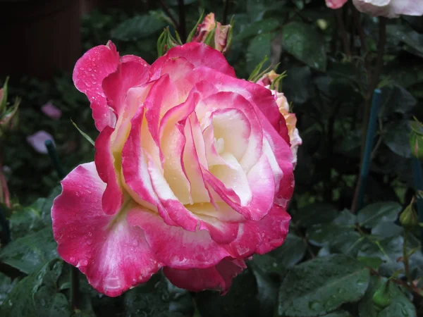 Fleurs roses rouges et blanches avec gouttelettes d'eau au printemps — Photo