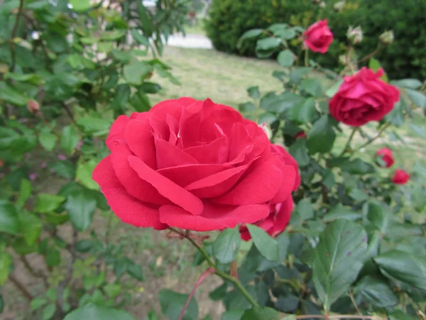 春の水滴を持つ赤いバラの花 — ストック写真