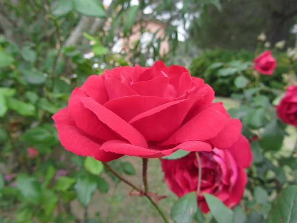春の水滴を持つ赤いバラの花 — ストック写真