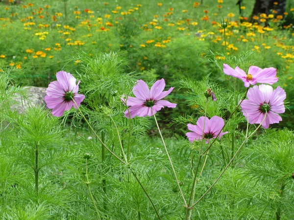 Cosmos bipinnatus çiçekler genellikle bahçe cosmos veya bahçede Meksika aster denir — Stok fotoğraf