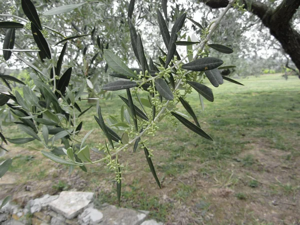 Ramos de oliveira com os primeiros botões. Toscana, Itália — Fotografia de Stock