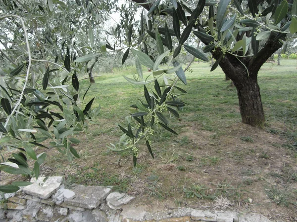 Zweige von Olivenbäumen mit ersten Knospen. Toskana, Italien — Stockfoto