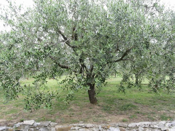 Uma oliveira no jardim. Toscana, Itália — Fotografia de Stock