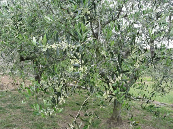 Olivträds grenar med första knoppar. Toscana, Italien — Stockfoto