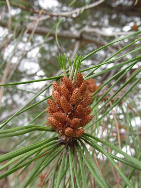 Immature male or pollen cones of pine tree . Conifer cones . Tuscany, Italy — Stock Photo, Image