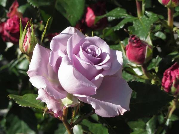 春に赤いバラを持つシングルバイオレットバラの花 — ストック写真