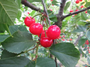Kiraz bahçesinde ağaç üzerinde Kırmızı Montmorency kiraz