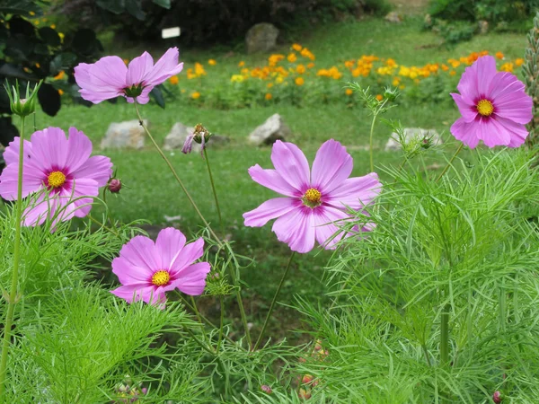 Cosmos bipinnatus çiçekler genellikle bahçe cosmos veya bahçede Meksika aster denir — Stok fotoğraf